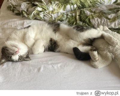 trujpan - #pokazkota