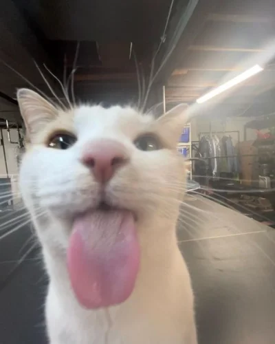 frugASS - robić se kakałko czy herbatkę?