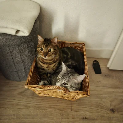 Lujdziarski - #pokazkota #dziarskikacperek Najlepiej być z bratem, z bratem w domu