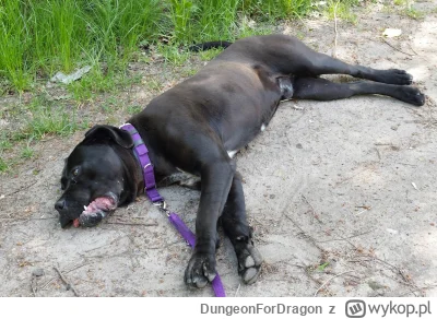 DungeonForDragon - Mój trzeci #smiesznykotek