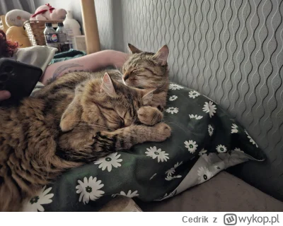 Cedrik - Spanko (ʘ‿ʘ)

#pokazkota