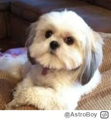 AstroBoy - #limanowa Frajerzy. Tylko Fredi Kamionka Gmina Burzenin for the win!