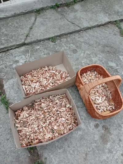 Neocaridina - Po deszczach mamy wysyp #grzyby  #grzyb #grzybiarstwo #grzybiarstwoekst...