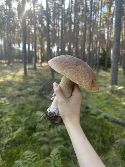 k00n - Grzyb taki o tego typu upolowałam (ʘ‿ʘ) #grzyby