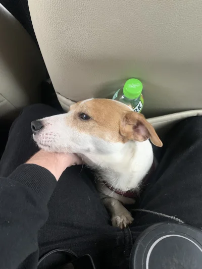 lvbie_placki - Pimpkowi troche sie nudzi - ciekawe kiedy postoj bo bysmy papieroska s...