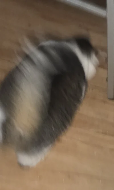 Solsith - #pokazkota  #spaslak Im speed( ͡° ͜ʖ ͡°)