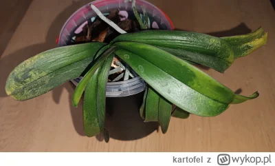 kartofel - Taki pacjent. Znaleziony że dwa lata temu na śmietniku. Nie chce umrzeć, c...