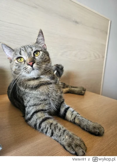 Vister81 - Ona tylko udaje taką dystyngowaną. Chwilę później użarła mnie w stopę ( ͡°...