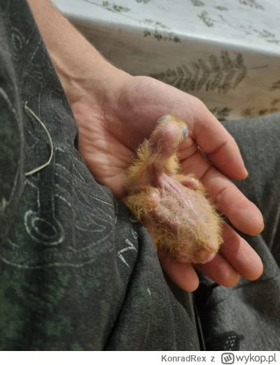 KonradRex - @Wanzey a 2 miesiące temu wyglądał tak (｡◕‿‿◕｡)