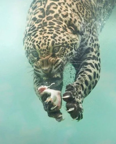 SarahC - pov: jesteś fotografem i złapałeś ujęcie wskakującego jaguara do wody za zdo...
