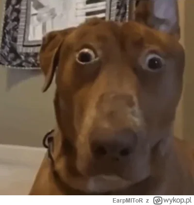 EarpMIToR - Wczoraj ukrainiec który pobił pielęgniarkę też został wypuszczony do domu...