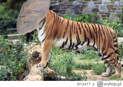 B12477 - o cholibka, tygrys frejerski
#raportzpanstwasrodka