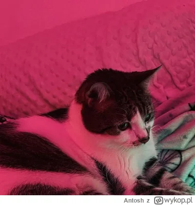 Antosh - @Zielony34: a takie coś :D Jak się pacnie, to zmienia kolor. Domyślnie jest ...