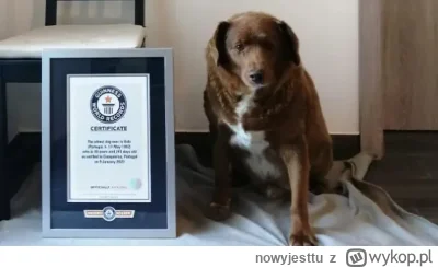 nowyjesttu - Bobi- najstarszy pies na świecie w wieku 30 lat z tablicą rekordu Guines...