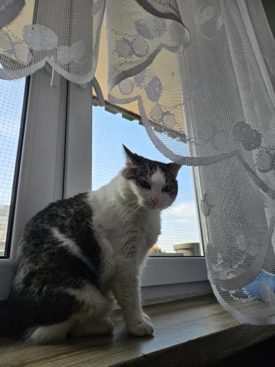 Solsith - #pokazkota #spaslak otwieraj, wiem że pizga ( ͡° ᴥ ͡°)