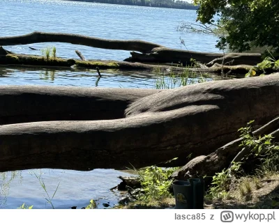 lasca85 - Stare próchnisko (twoja stara się opala)

#heheszki