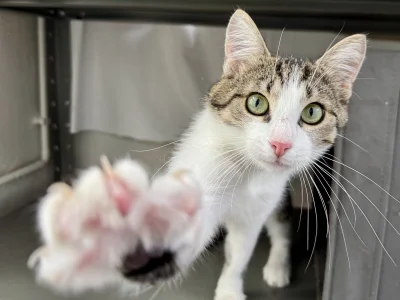 schroniskowekotki - Lubczyk ( ͡° ͜ʖ ͡°)

#koty #kotyzeschroniska #kotki