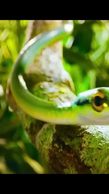 cheeseandonion - #zwierzaczki