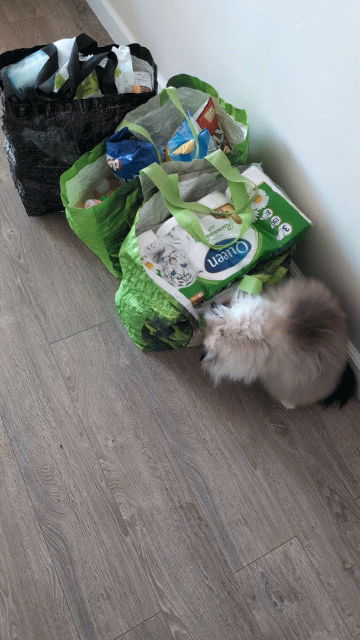 6poziomprokrastynacji - Czy wasze #koty tez zdrowo p----------a i robia niewytlumacza...