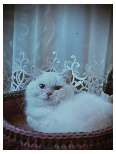 Iskaryota - Koticek w oknie napotkany na spacerze 

#koty #pokazkota