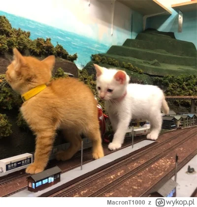 MacronT1000 - #bezczelnekotkiwchodzacenamakietykolejowe #koty #kitku
ja siem trochem ...