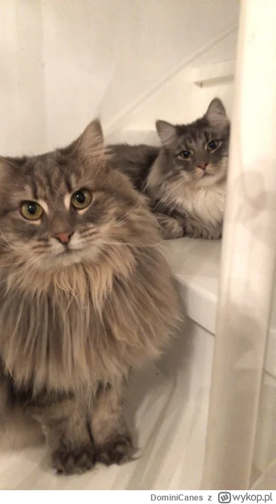 DominiCanes - Moje kitkie