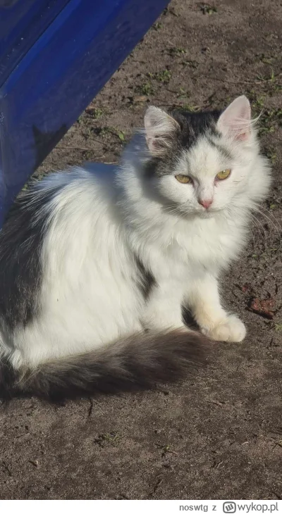 noswtg - Taki dzikusek mi biega po podwórku, dokarmiam, ale złapać się nie da ( ͡° ͜ʖ...