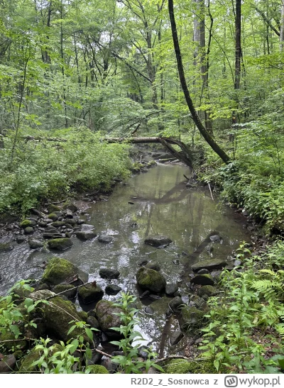 R2D2zSosnowca - @R2D2zSosnowca: po deszczach woda w strumieniach bardzo mętna
