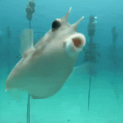 dywergent - one kiss is all it takes