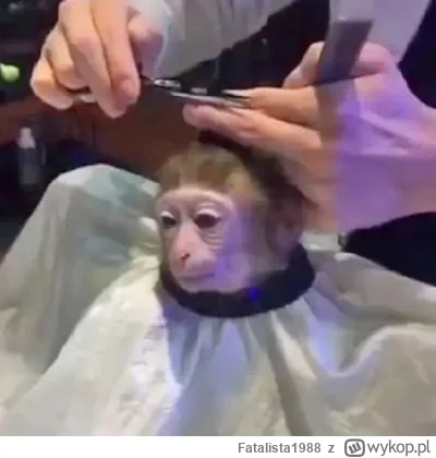 Fatalista1988 - @Wojtek_Golas: