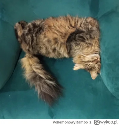 PokemonowyRambo - @SoundsGoodMan co robisz z moim kotem?