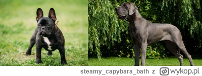 steamycapybarabath - Widzę, że top komentarze jadą już full hurr durr agresywne psy i...