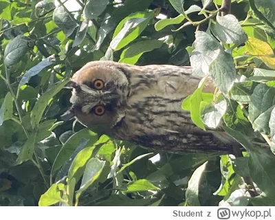 Student - Tymczasem u mnie w sadzie monitoring i wrażenie, ze ktoś na Ciebie się patr...