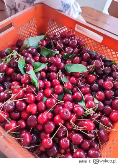 jalop - Tak wyglądają świeżo zerwane czereśnie z dziko rosnącego drzewa, który nigdy ...