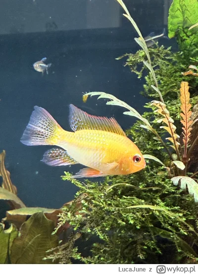 LucaJune - @Ochlapto tu lepiej?