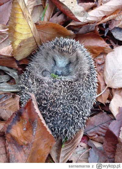 sarnamarna - @chlodna_kalkulacja: eh straszne to jest ile zwierząt ginie na drogach, ...