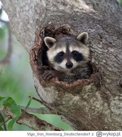 VigoVonHomburg_Deutschendorf - Znowu wlazł do dziupli, no nie wytrzymam.
#szopeknadzi...