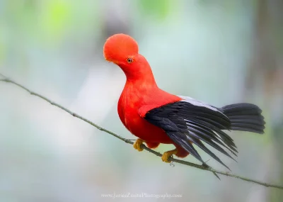 Lifelike - Skalikurek andyjski (Rupicola peruvianus) [samiec]
Autor
#photoexplorer #f...