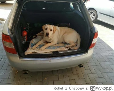 KotletzChabowy - @Mawid_Dotyka jedzie pogryźć kilka dzieci ( ͡º ͜ʖ͡º)