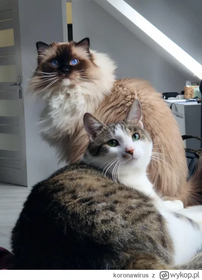 koronawirus - Czy Jaś i Małgosia zasłużyli na plusika?
#pokazkota