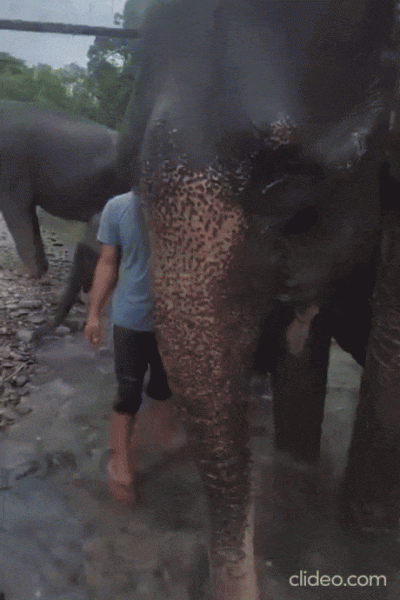 wfyokyga - Słonikowa menda