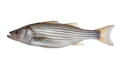 Loskamilos1 - Morone saxatilis, skalnik prążkowany, gatunek rybki zasiedlający wody A...