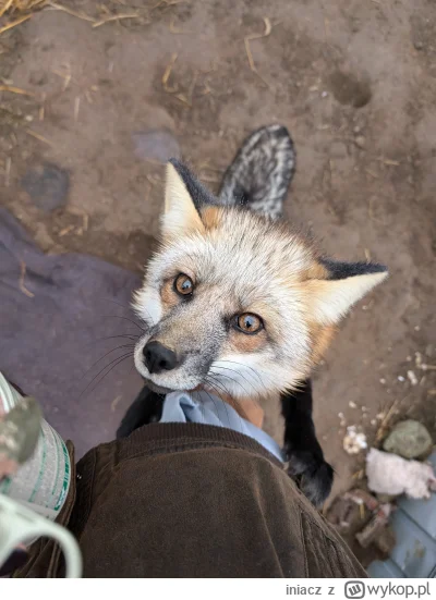 iniacz - Dzień dobry. Jeszcze muszę dwa posty nasrać, a potem pewno i tak wydygam i n...