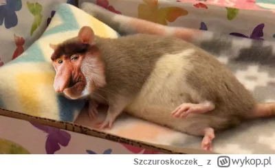 Szczuroskoczek_ - Żul szczurów może przetrwać tylko dzięki aktywistom bo sam nic nie ...