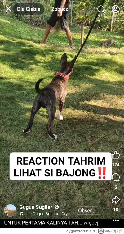 cyganztorunia - Kolejne g---o od żymianina marka z z #facebook wiele profili z krajów...