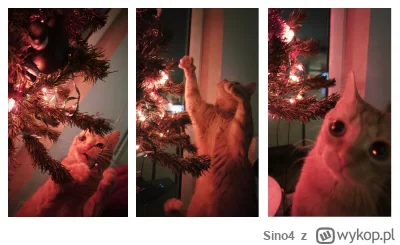Sino4 - Kot vs choinka

#pokazkota #swieta #choinka #rude
