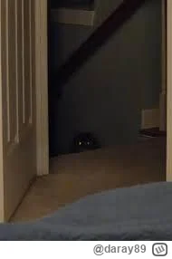 daray89 - #codziennykotopetany #dziwnekotki