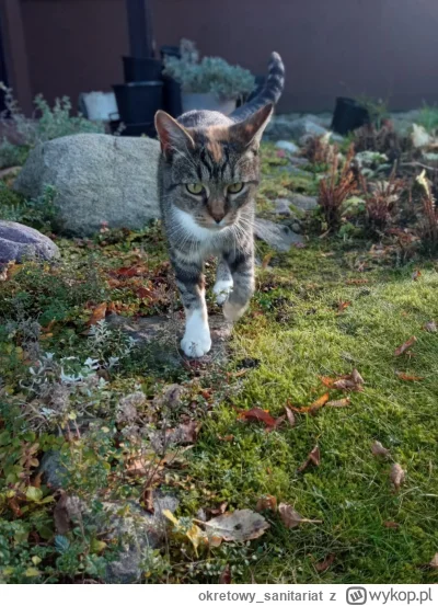 okretowy_sanitariat - @Kapello mama ( ͡º ͜ʖ͡º)