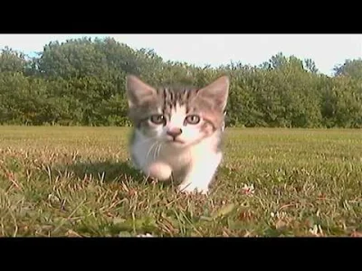 MaszBaboTalerz - #kotki