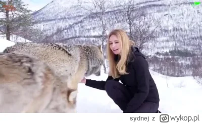 sydnej - Brutalny #wolfpill